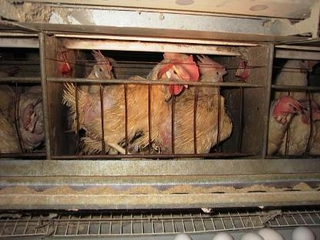 Battery hens ()